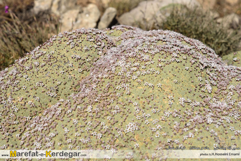 گردشگری مانه و سملقان